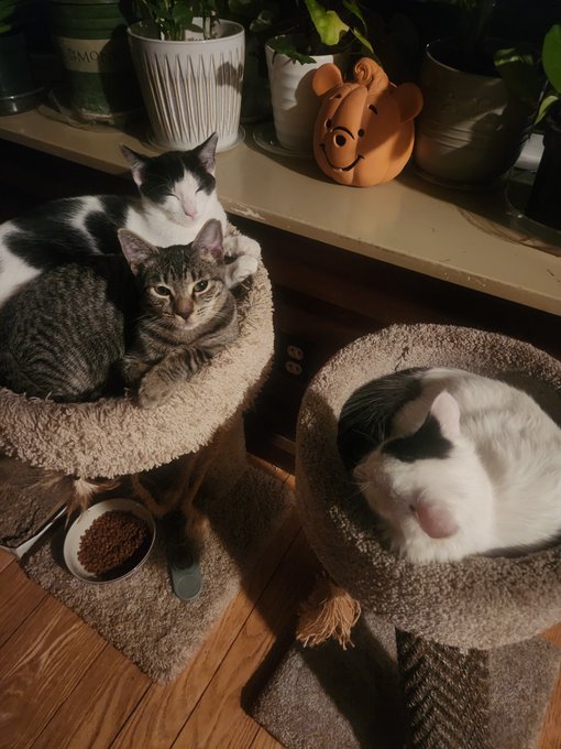 Two cats resting together in a cat tree beside a window, with a third white and black cat curled up sleeping in a separate bed.