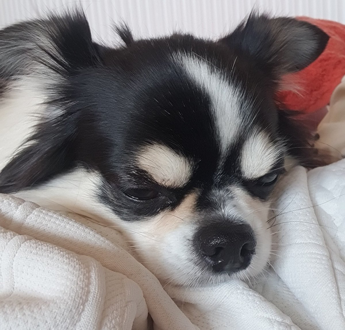 MiMitt_0715's tweet photo. ワンちゃんは今年で8歳
名前はソリ（소리）
男の子です https://t.co/pXsOrMKTIZ