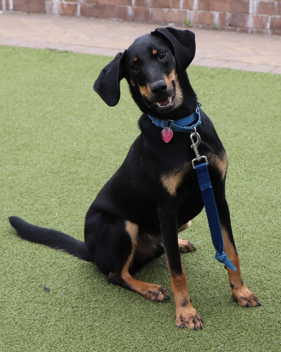 AnimalLeague's tweet photo. 💙 Meet Dallas #AK0130 💙

At just 1½ years old, this handsome Doberman Pinscher mix has already spent far too much of his life waiting for someone to choose him. Rescued from our shelter partners in Arkansas in December 2024, Dallas arrived at North Shore Animal League America with a huge heart and a medical hurdle to overcome.

After being diagnosed with epilepsy, Dallas received dedicated care from our medical team, and his condition is covered for life through our Pet Health Centers, so his future family can focus on what truly matters: loving him.

Dallas is affectionate, eager to learn, and works hard on his training every single day. He’s looking for an experienced, confident adopter who can help guide him as he continues to grow and thrive. Dallas enjoys the company of other dogs too - he’ll just need a proper meet-and-greet to make sure it’s the perfect match.

He’s waited long enough for his happy ending. Now all Dallas needs is someone to believe in him and give him the forever home he deserves. 🐾❤️

Come meet Dallas today at our Port Washington, NY Adoption Center and see if he’s the missing piece of your family.

#GetYourRescueOn #AdoptDallas #RescueDog #epilepsywarrior #epilepticdog