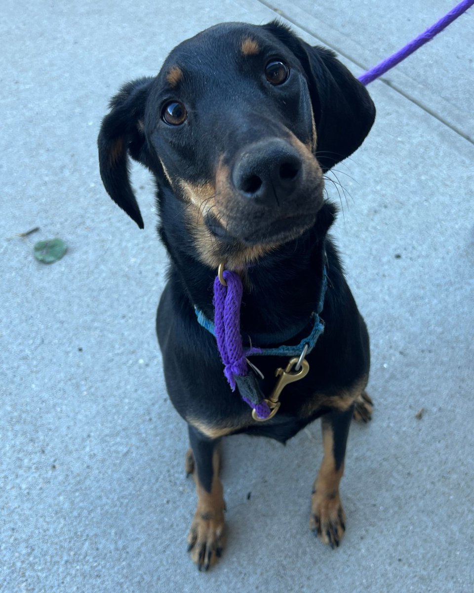 AnimalLeague's tweet photo. 💙 Meet Dallas #AK0130 💙

At just 1½ years old, this handsome Doberman Pinscher mix has already spent far too much of his life waiting for someone to choose him. Rescued from our shelter partners in Arkansas in December 2024, Dallas arrived at North Shore Animal League America with a huge heart and a medical hurdle to overcome.

After being diagnosed with epilepsy, Dallas received dedicated care from our medical team, and his condition is covered for life through our Pet Health Centers, so his future family can focus on what truly matters: loving him.

Dallas is affectionate, eager to learn, and works hard on his training every single day. He’s looking for an experienced, confident adopter who can help guide him as he continues to grow and thrive. Dallas enjoys the company of other dogs too - he’ll just need a proper meet-and-greet to make sure it’s the perfect match.

He’s waited long enough for his happy ending. Now all Dallas needs is someone to believe in him and give him the forever home he deserves. 🐾❤️

Come meet Dallas today at our Port Washington, NY Adoption Center and see if he’s the missing piece of your family.

#GetYourRescueOn #AdoptDallas #RescueDog #epilepsywarrior #epilepticdog