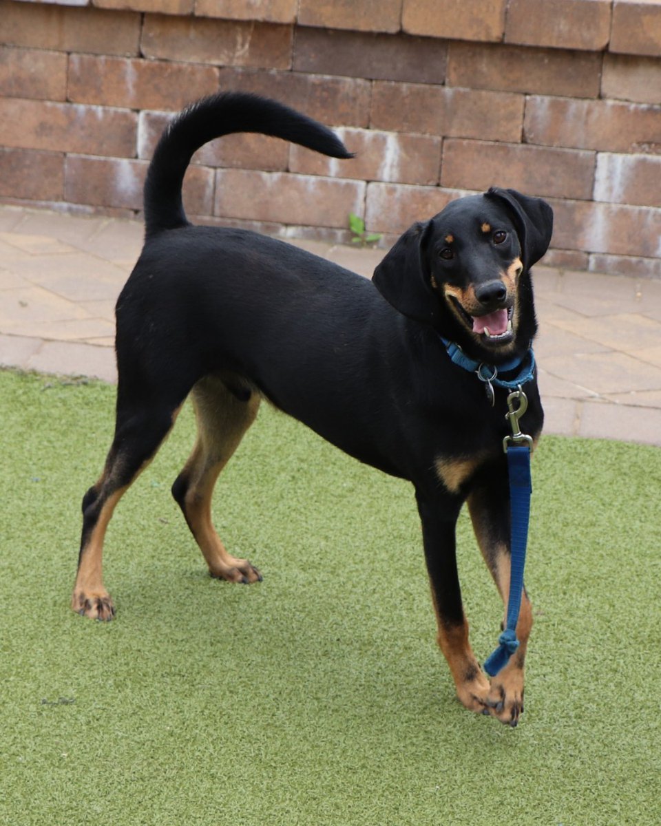 AnimalLeague's tweet photo. 💙 Meet Dallas #AK0130 💙

At just 1½ years old, this handsome Doberman Pinscher mix has already spent far too much of his life waiting for someone to choose him. Rescued from our shelter partners in Arkansas in December 2024, Dallas arrived at North Shore Animal League America with a huge heart and a medical hurdle to overcome.

After being diagnosed with epilepsy, Dallas received dedicated care from our medical team, and his condition is covered for life through our Pet Health Centers, so his future family can focus on what truly matters: loving him.

Dallas is affectionate, eager to learn, and works hard on his training every single day. He’s looking for an experienced, confident adopter who can help guide him as he continues to grow and thrive. Dallas enjoys the company of other dogs too - he’ll just need a proper meet-and-greet to make sure it’s the perfect match.

He’s waited long enough for his happy ending. Now all Dallas needs is someone to believe in him and give him the forever home he deserves. 🐾❤️

Come meet Dallas today at our Port Washington, NY Adoption Center and see if he’s the missing piece of your family.

#GetYourRescueOn #AdoptDallas #RescueDog #epilepsywarrior #epilepticdog
