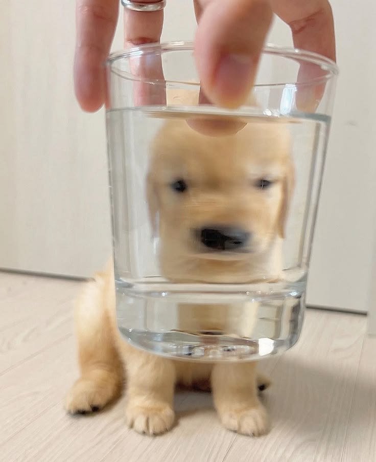 cutestpuppyy's tweet photo. https://t.co/3BijJkFCFg