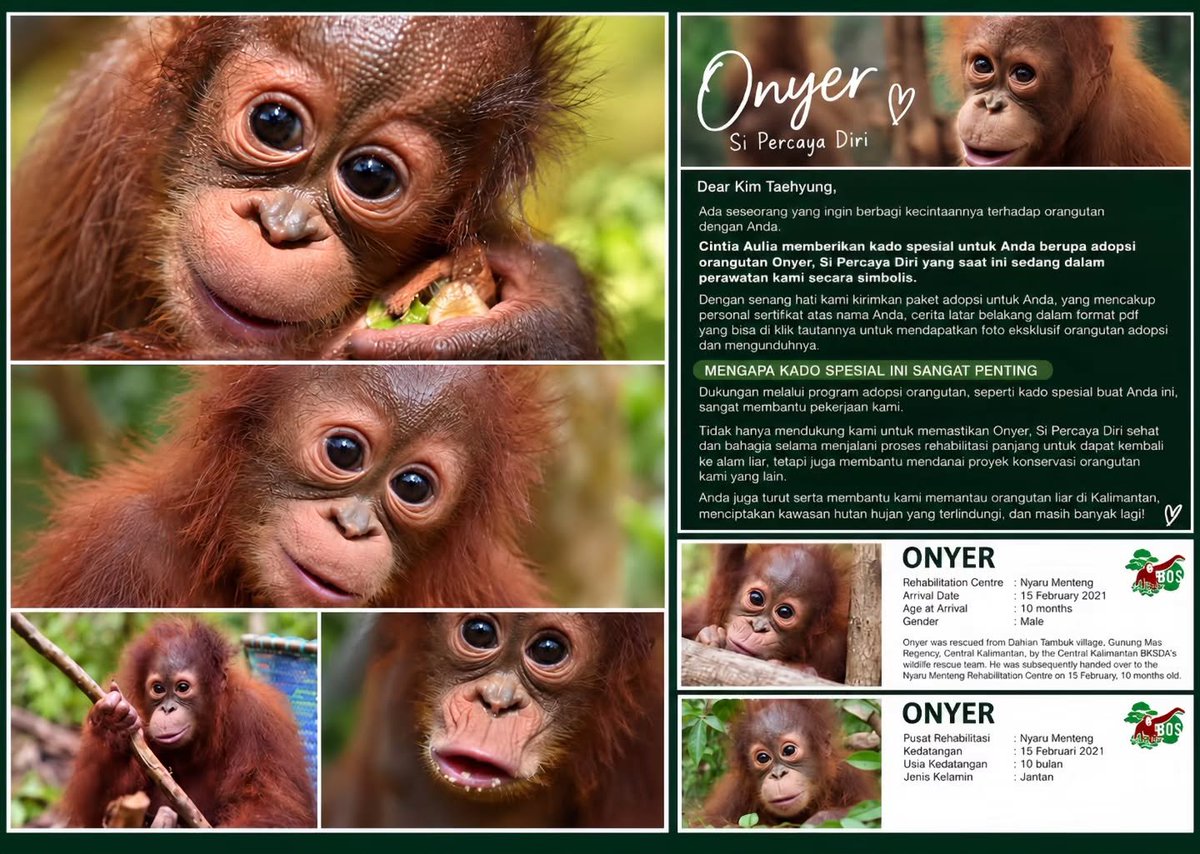 kthhype_ttg8's tweet photo. This K-pop fan adopted an orphaned baby orangutan, named ONYER, in #V's honor, from the BORNEO ORANGUTAN SURVIVAL (BOS) FOUNDATION ❤️.

"Dear #V,
I wanted to give u something a little different this time. Not flowers, not something expensive, but a little gift with a story behind it.

I chose ONYER, "The Confident One," as a symbolic adoption gift for you. I hope this little soul grows healthy & happy & one day gets to return to the wild where he belongs.

Maybe this is just a small gift, but it carries a lot of love. A little gift for u, #V - from my heart, with love".

📎 https://t.co/JHfdZhHJOF

#BTSV #TAEHYUNG
