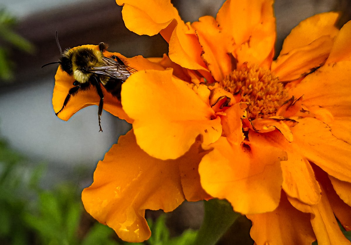 CottageDew's tweet photo. @MandyLSimard Sleepy bee https://t.co/n2Y4mIu6JF