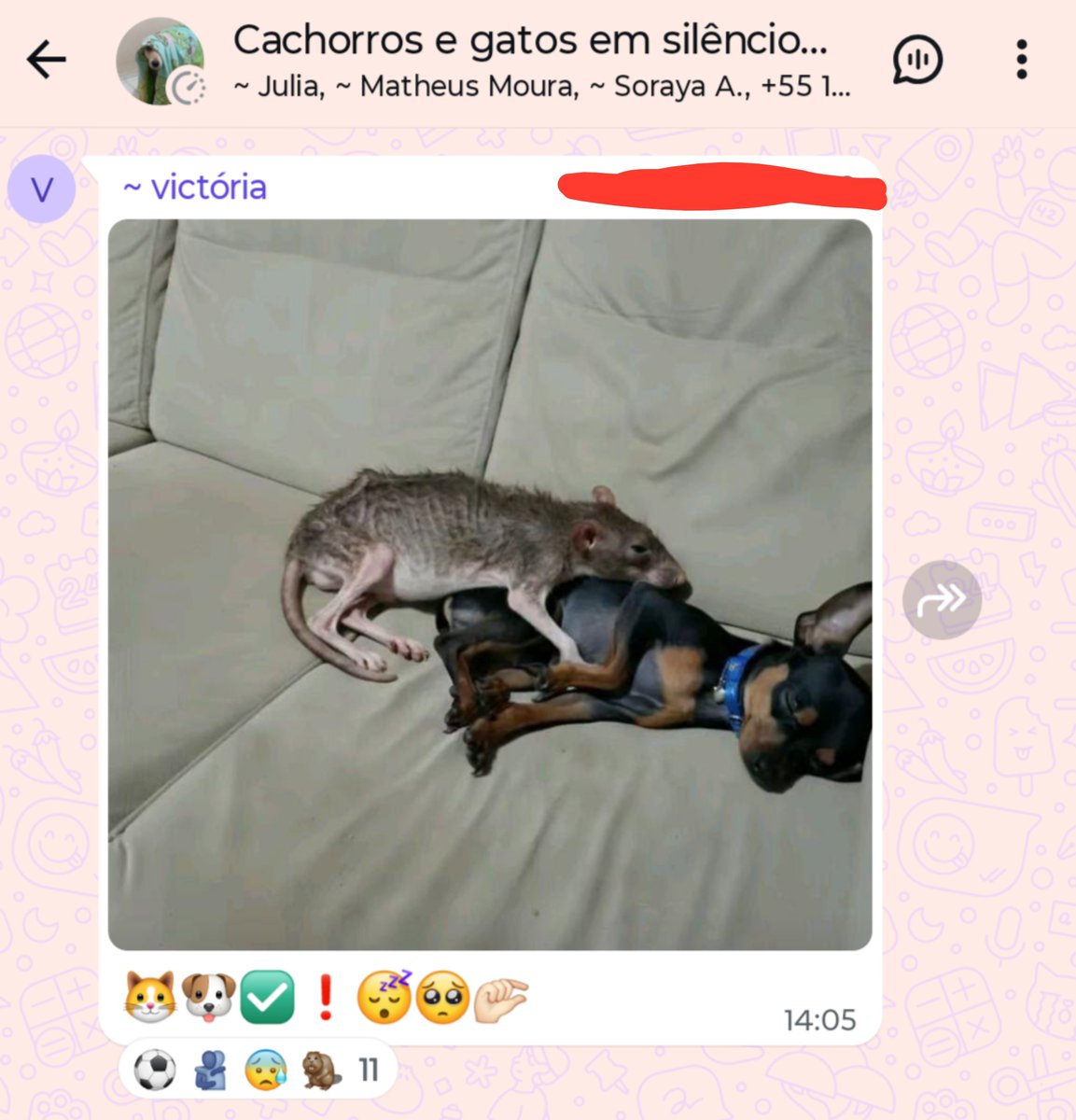 qifreystar's tweet photo. CHORANDO DE RIR https://t.co/F0FMXDcY8s