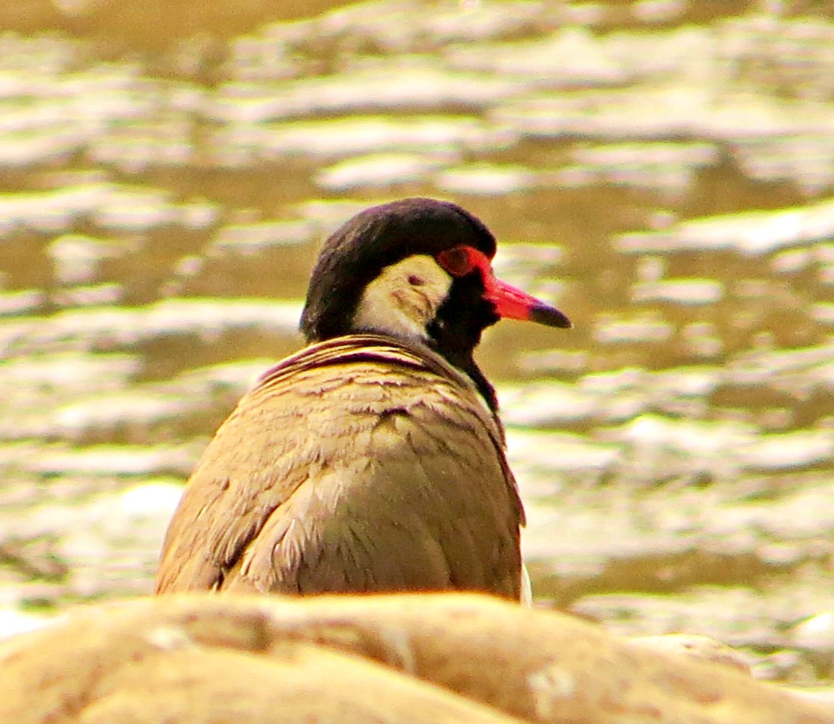 chittukuruvi4's tweet photo. #birdphotography #BirdTwitter #birdphotography #birding #photooftheday
Red Wattled Lapwing. Has a piercing shried and is very protective of its eggs and young ones. Won't budge from its space where it has laid eggs, typically on the land.
@IndiAves #theme_pic_india_birds https://t.co/vV8RtBXfQu