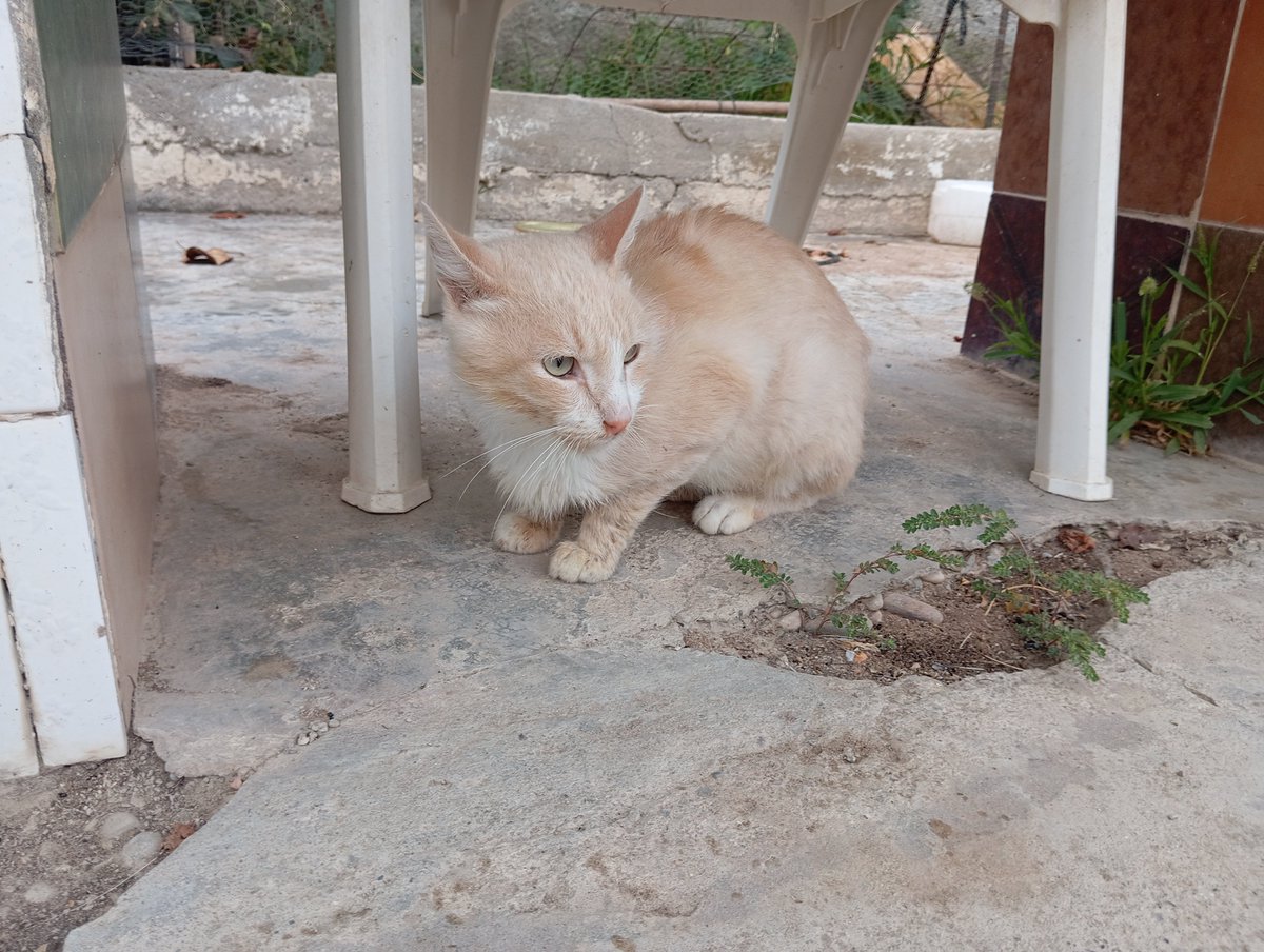 Solopar53137293's tweet photo. #Acollida #urgent o adopció solidària per Miquel. Aquest gatet va aparèixer fa 3 setmanes en una colònia de #Balaguer amb problemes bucals. És positiu a Immuno. Necessitem una acollida per la zona de #Lleida És un gatet abandonat i no pot tornar al carrer WhatsApp ☎️ 614 076 600 https://t.co/n8d6Yxd2KM