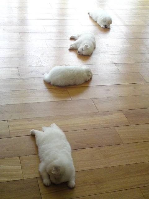 cutestpuppyy's tweet photo. https://t.co/ldYs9l4DKe