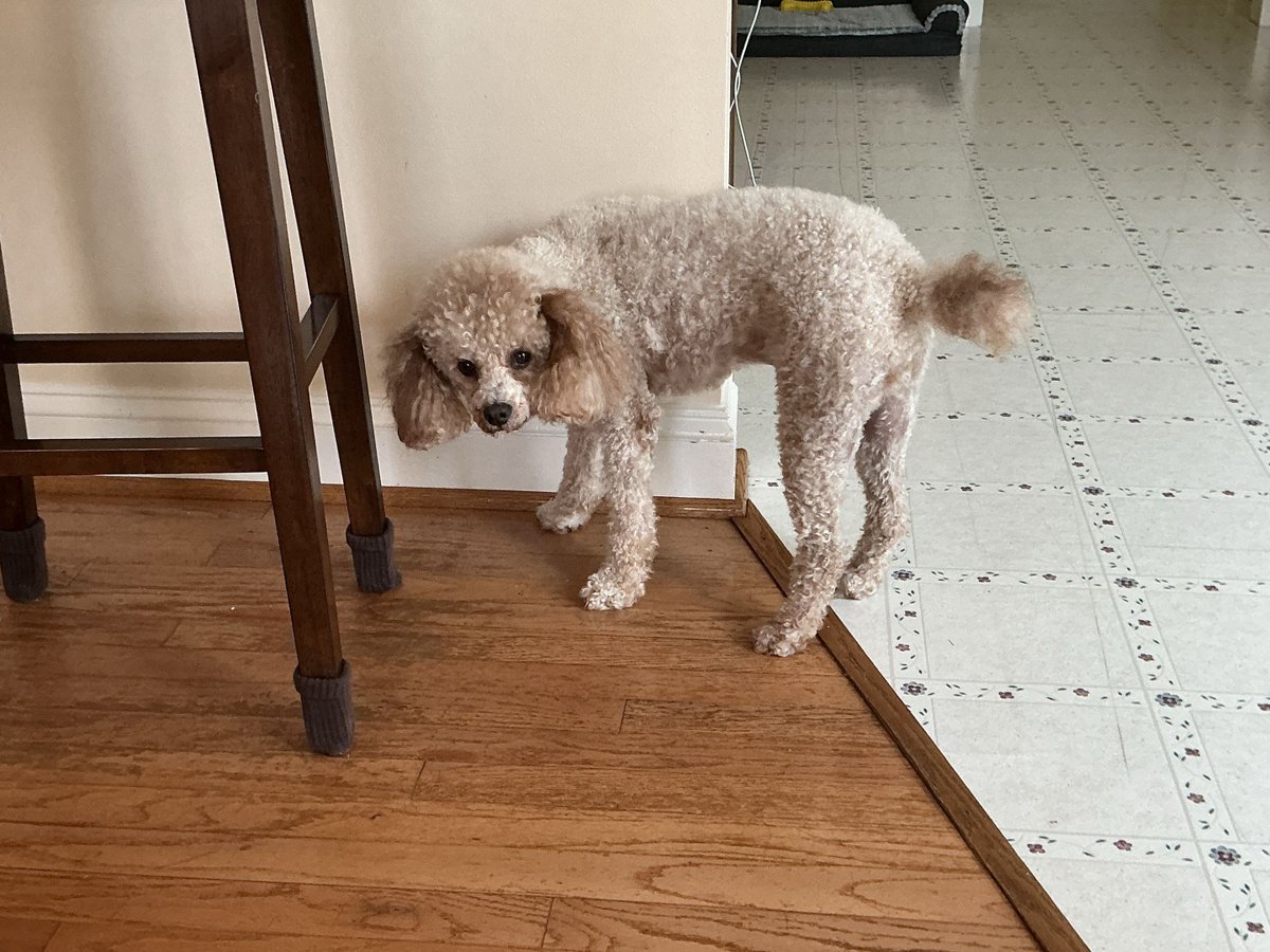 europasaurus445's tweet photo. Bodi got a shave.

Credit: @paleostreamverity
(Image: @jacksontcrowley) https://t.co/sjDQemDCmB