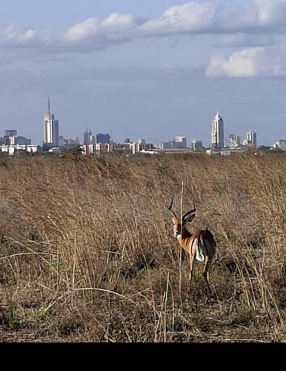 AmbPeschke's tweet photo. National Park with a skyline.

Nairobi National Park 🇰🇪 Beautiful place https://t.co/NUfm1KG6WE
