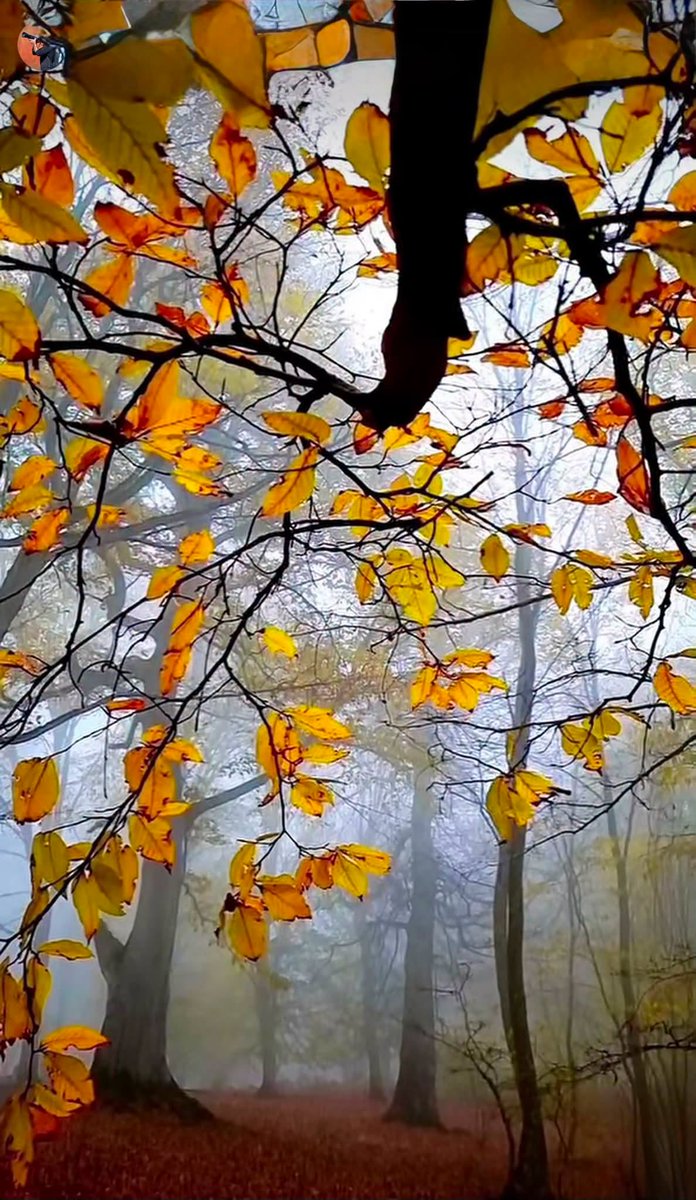 MajaSenda's tweet photo. © Gabriele Corno, Under branch https://t.co/sKTNsKzOaG