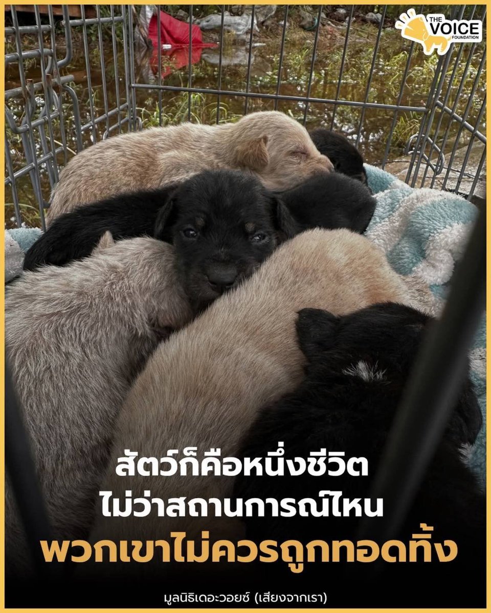 Hajibongo's tweet photo. รณรงค์กันแทบตาย หนูผีพูดทีเดียวชิพหายหมด https://t.co/zBNK0H2oTG