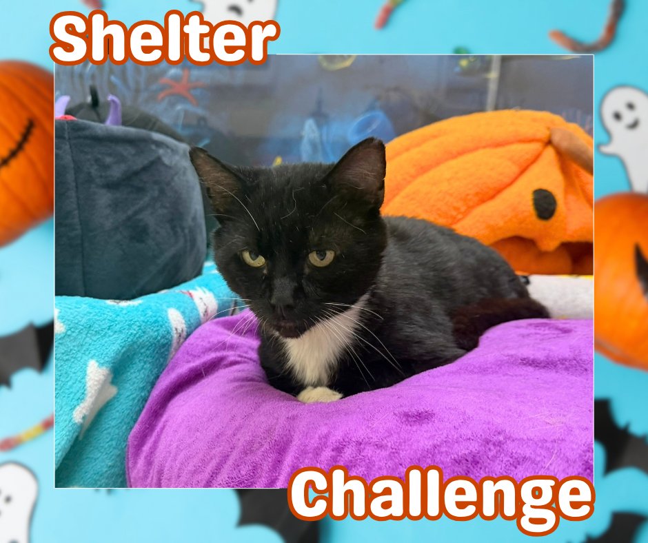 BlindCatRescue's tweet photo. Falling for Paws Shelter Challenge is here! 🐾 Vote for blind, FELV+, &amp; FIV+ cats—it's free &amp; quick! Daily votes help them win! 😺 🐾

🔗 VOTE: https://t.co/Q3h60gqEjw
📧 Need a reminder? Email: blindcat@blindcatrescue.com

Thank you so much for helping the kitties! 💙 https://t.co/XNQNtPmdCD