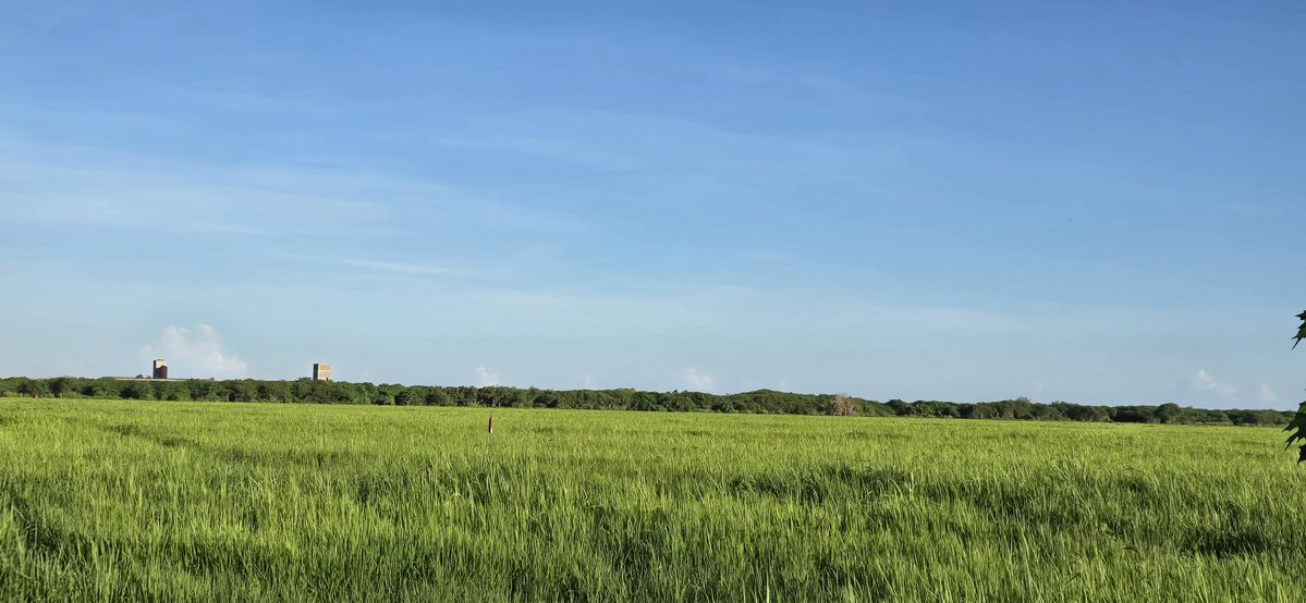 CaridadPoey's tweet photo. Amanecimos de recorrido por Perico y Cárdenas 🌾

Contactamos 
✅ Más siembra de arroz
✅ Cría de peces, gallinas y langostinos
✅ Autonomía energética y estaciones de carga
✅ En trámite: empresas privadas

#MatancerosEnVictoria @mariofsabines https://t.co/8AGKcwG6tF