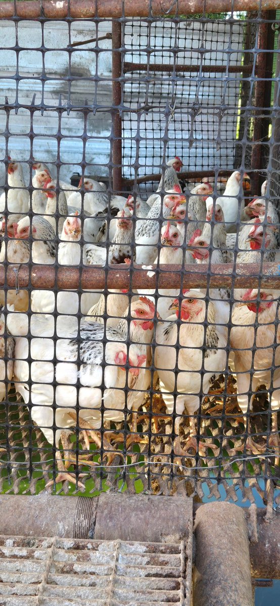 CaridadPoey's tweet photo. Amanecimos de recorrido por Perico y Cárdenas 🌾

Contactamos 
✅ Más siembra de arroz
✅ Cría de peces, gallinas y langostinos
✅ Autonomía energética y estaciones de carga
✅ En trámite: empresas privadas

#MatancerosEnVictoria @mariofsabines https://t.co/8AGKcwG6tF