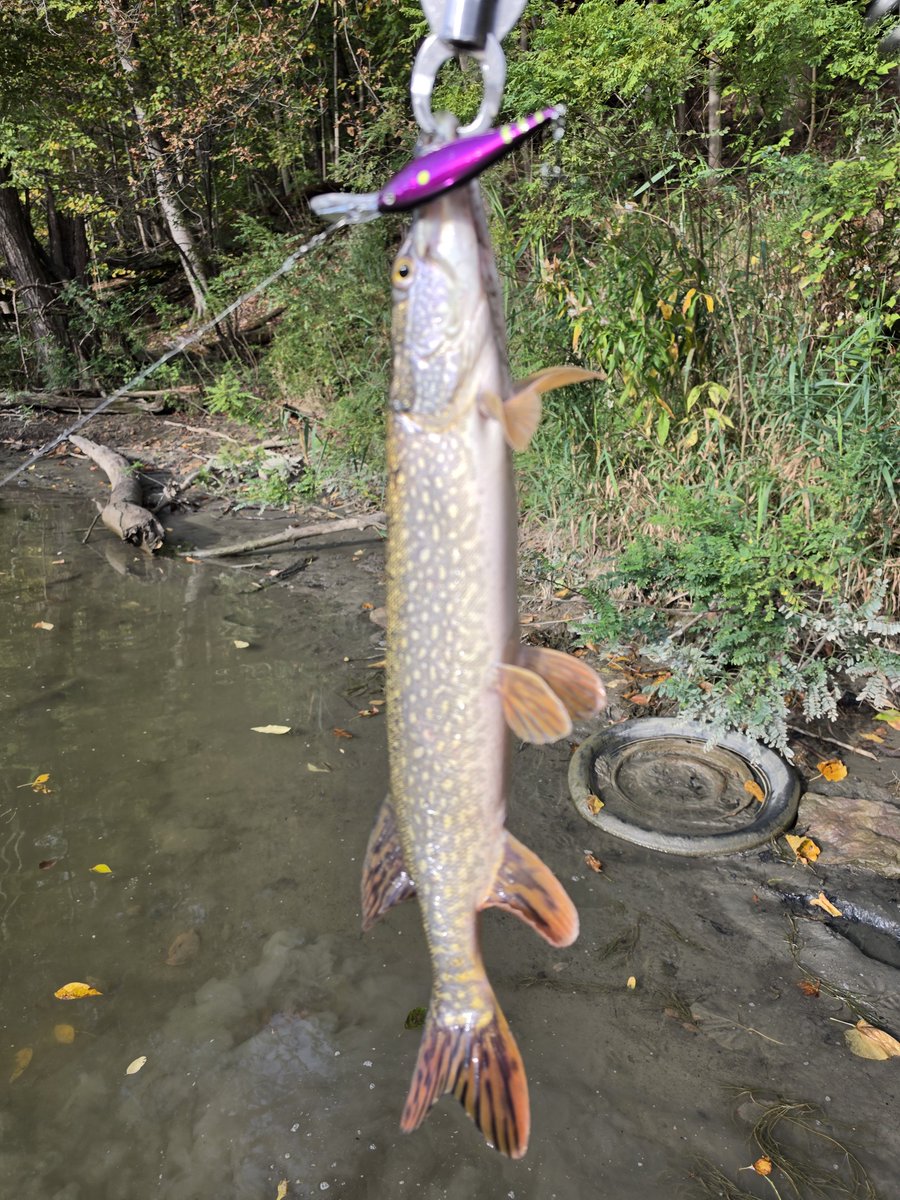 wrckDnRck's tweet photo. Small chinook on flicker minnow.  Fun to find a pike too.

#釣り
#fishing https://t.co/S6vz0nZXST