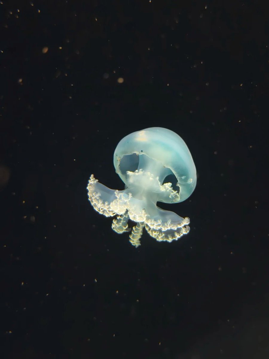 wonde_r_'s tweet photo. The creatures at the aquarium are really cute. https://t.co/stGY8XUPhQ