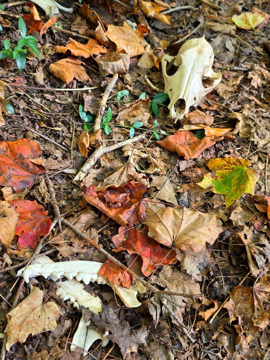 wrckDnRck's tweet photo. Bones, nests, and signs of trash pandas 🦝 https://t.co/963Z3981wO