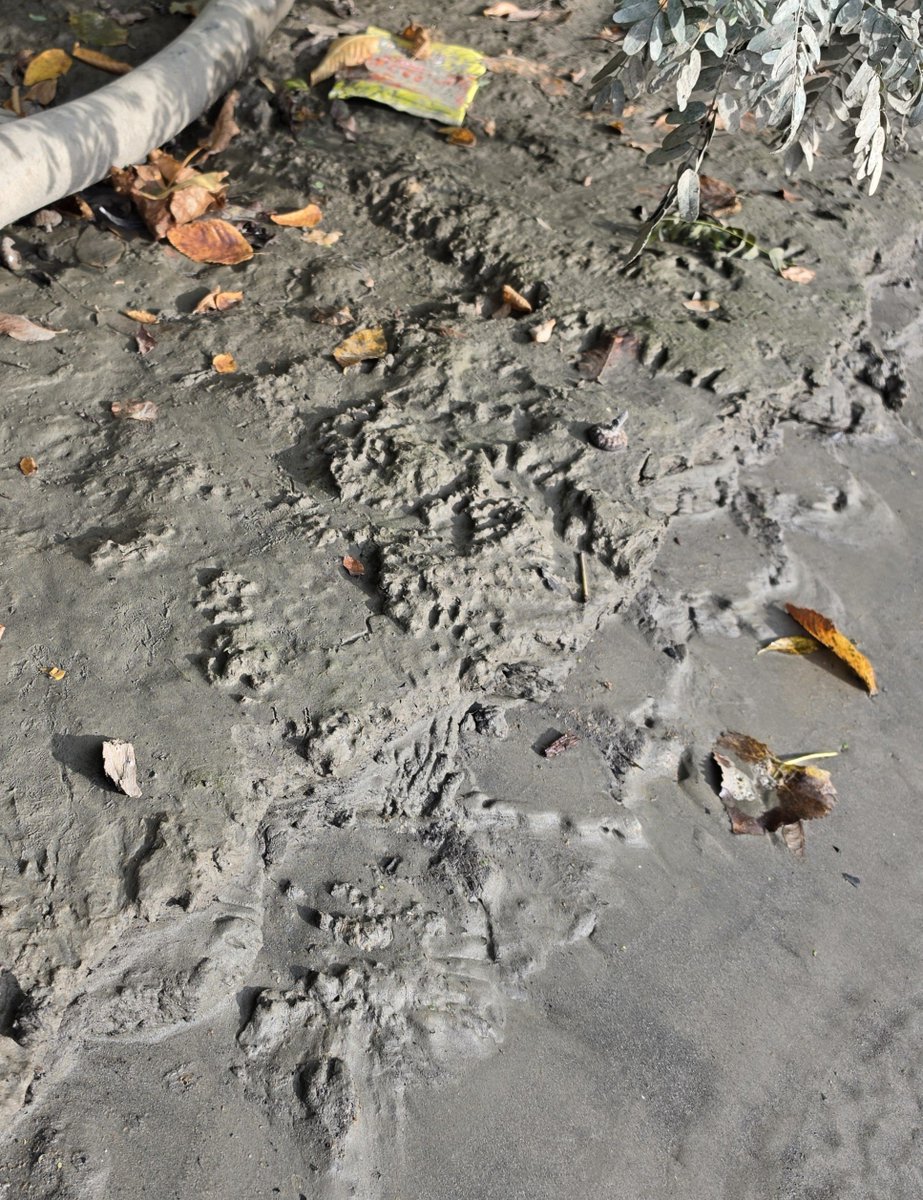 wrckDnRck's tweet photo. Bones, nests, and signs of trash pandas 🦝 https://t.co/963Z3981wO