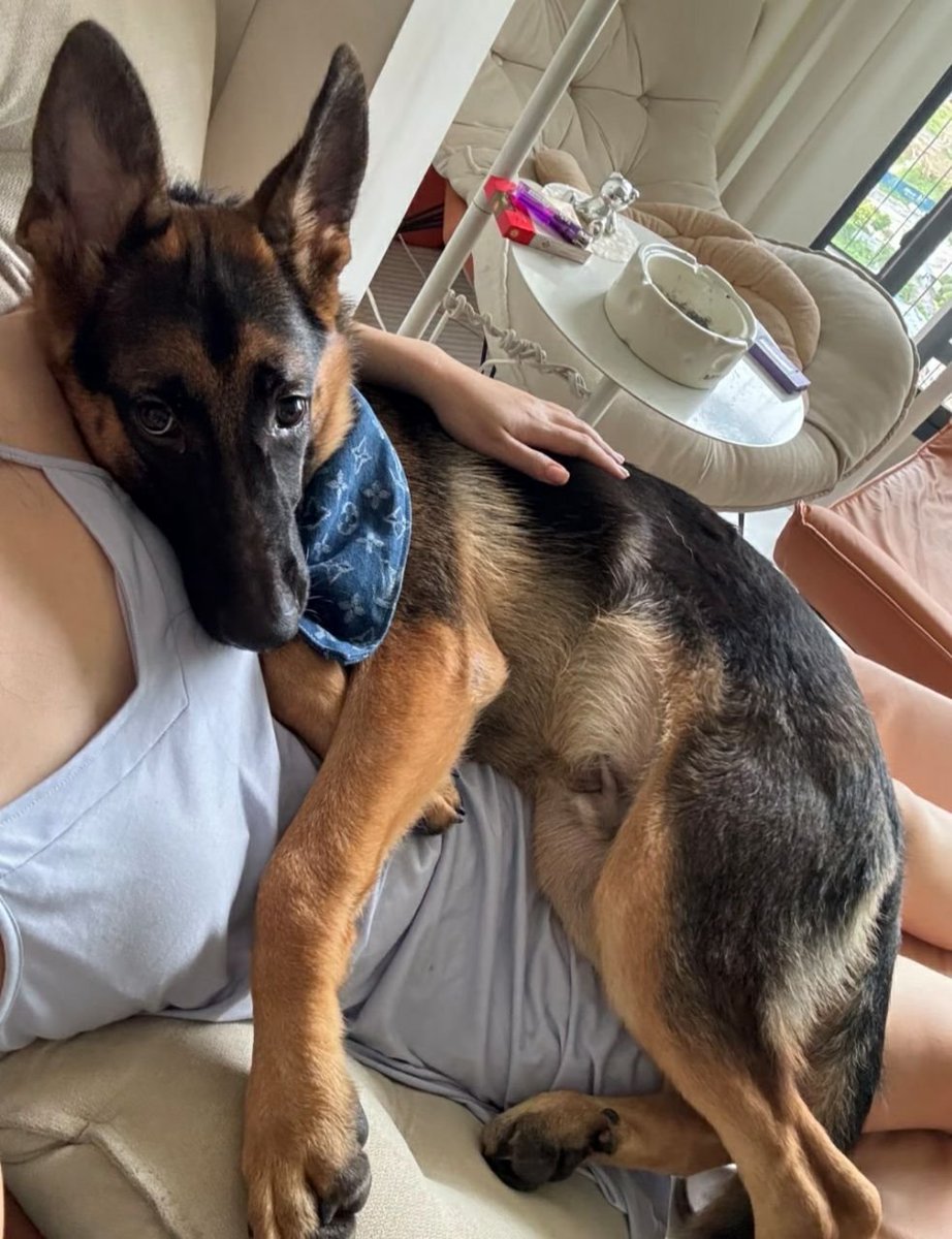 pamelayanez's tweet photo. This is what I can show.
What happens when he knots me deep and fills me over and over stays private.
Link in bio
#dogs #K9 #USA https://t.co/PctmEWcoUg