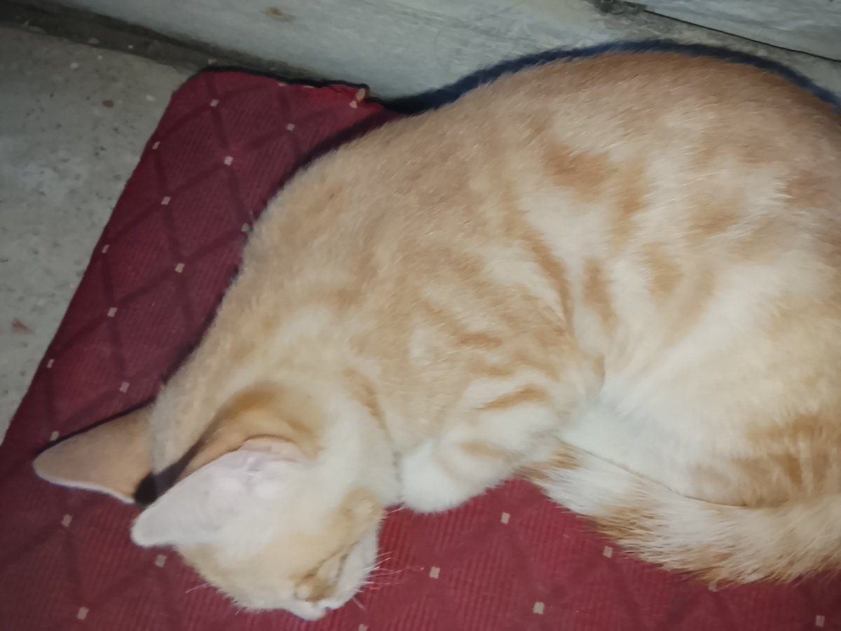 EmadSaja18's tweet photo. This little cat has become my responsibility, and she needs food and care 🥺🐱 Even a small donation can provide her with a meal and help keep her safe ❤️ Please support us if you can, or repost my post to help it reach someone who can 🙏 https://t.co/ZKCYtF8phF
