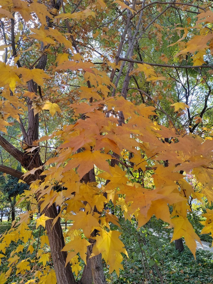 DustiGroshjtrj's tweet photo. Autumn breeze brings warm cider and golden leaves—the perfect cozy Tuesday morning. https://t.co/YvL8yYaOE3