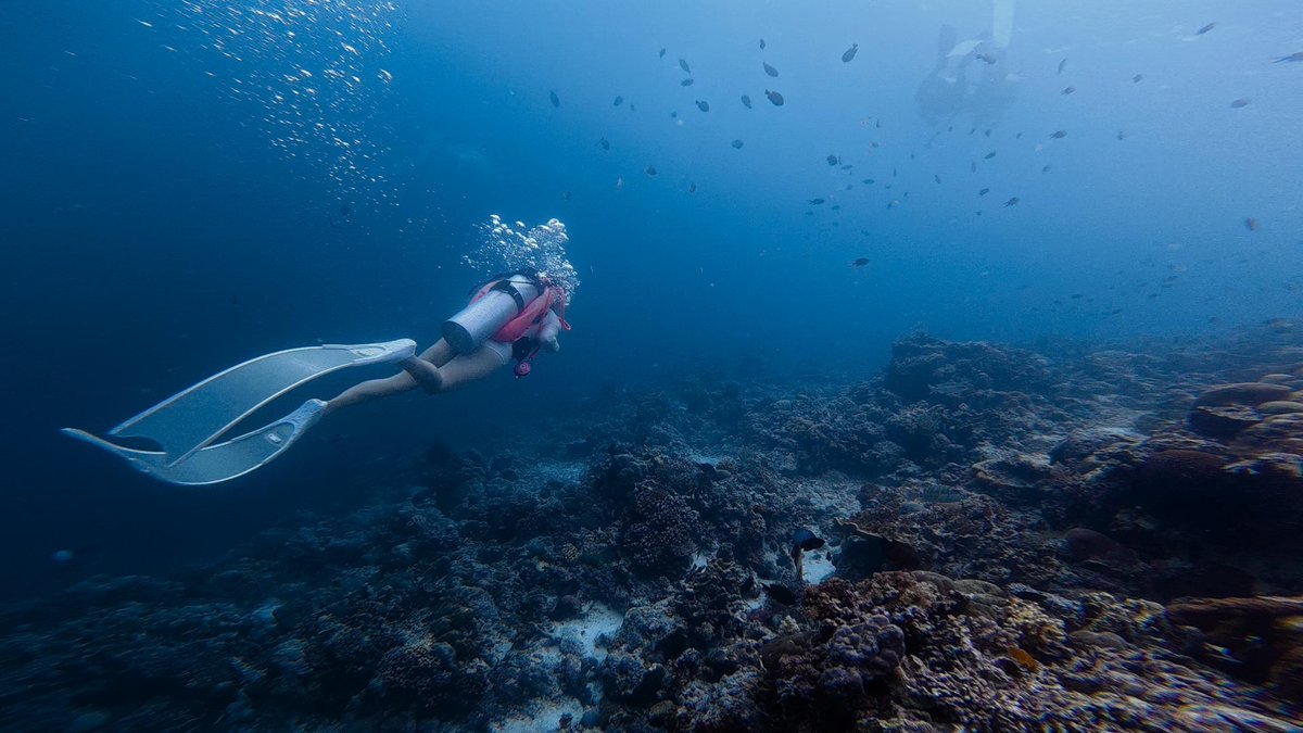 Ffr_hx's tweet photo. The moment I dive into the ocean, the world suddenly becomes quiet. https://t.co/fUZdlLMMw2