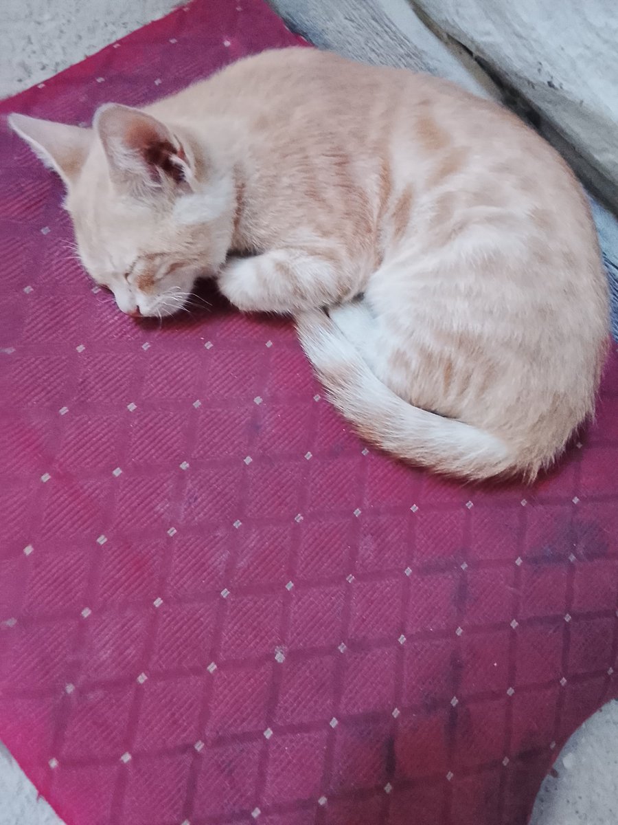 EmadSaja18's tweet photo. This little cat has become my responsibility, and she needs food and care 🥺🐱 Even a small donation can provide her with a meal and help keep her safe ❤️ Please support us if you can, or repost my post to help it reach someone who can 🙏 https://t.co/ZKCYtF8phF