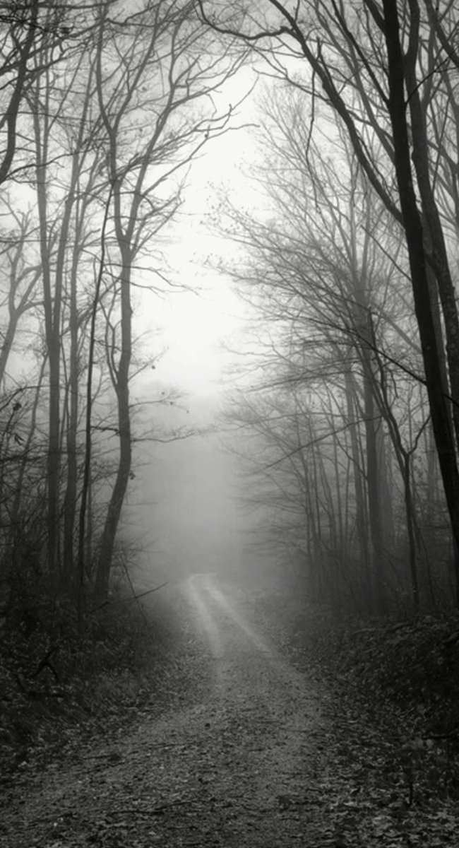 NIN75_'s tweet photo. The path....... https://t.co/f9033xP51c
