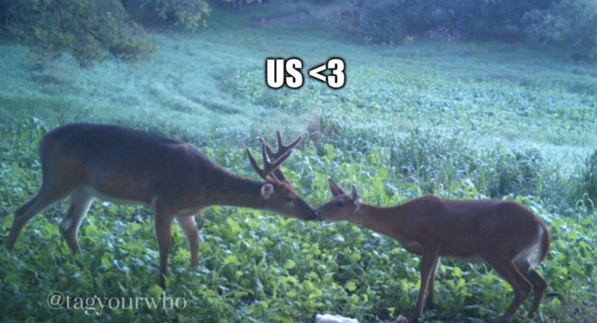 tagyourwho's tweet photo. us if we were deer that live in the forest &amp; kissed https://t.co/xrNyZMEMW6
