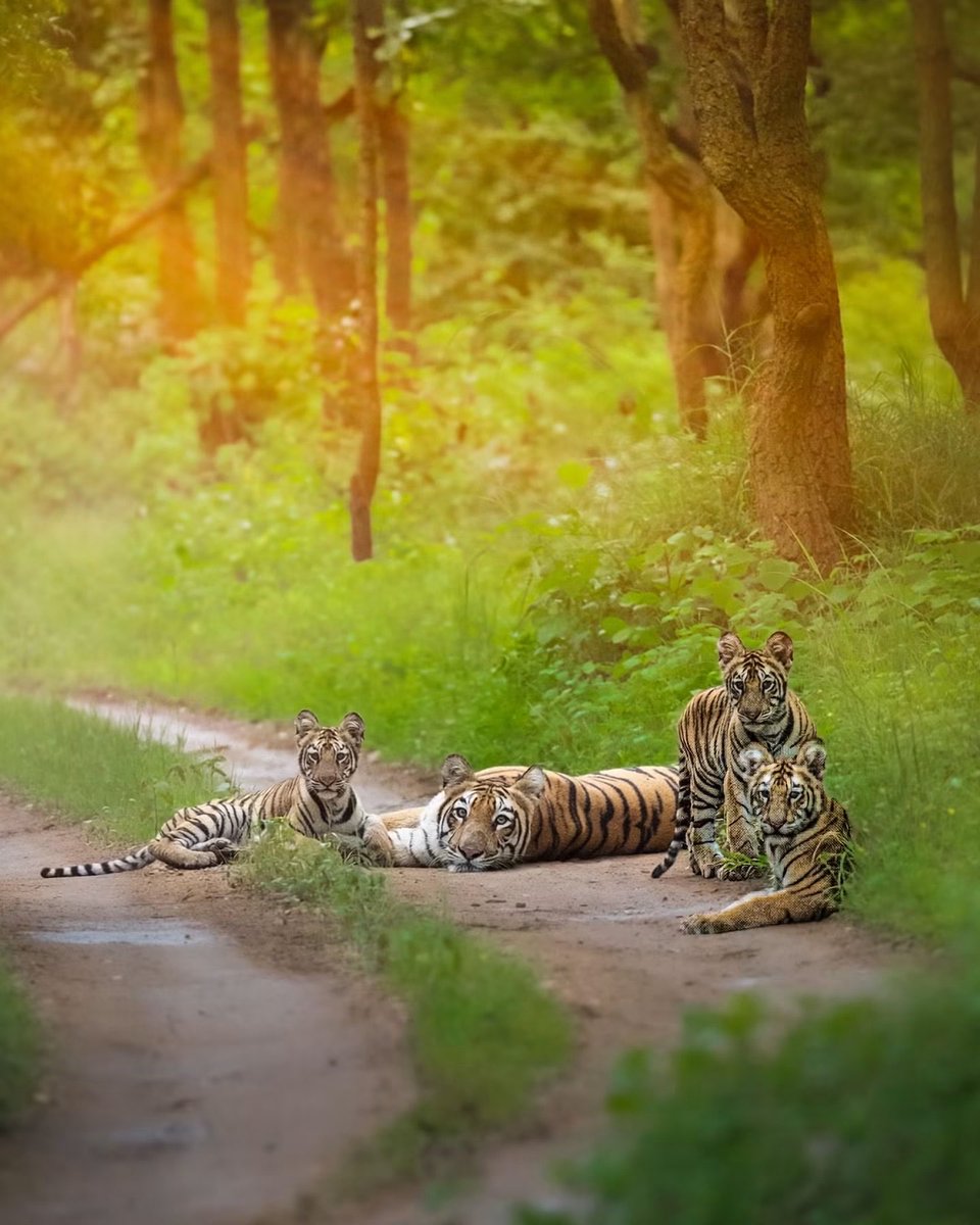 SMNK1972's tweet photo. Beautiful family portrait taken in Umred karhandla wildlife sanctuary. Credit to Soumitra Samanta https://t.co/Uto9wEnN7g