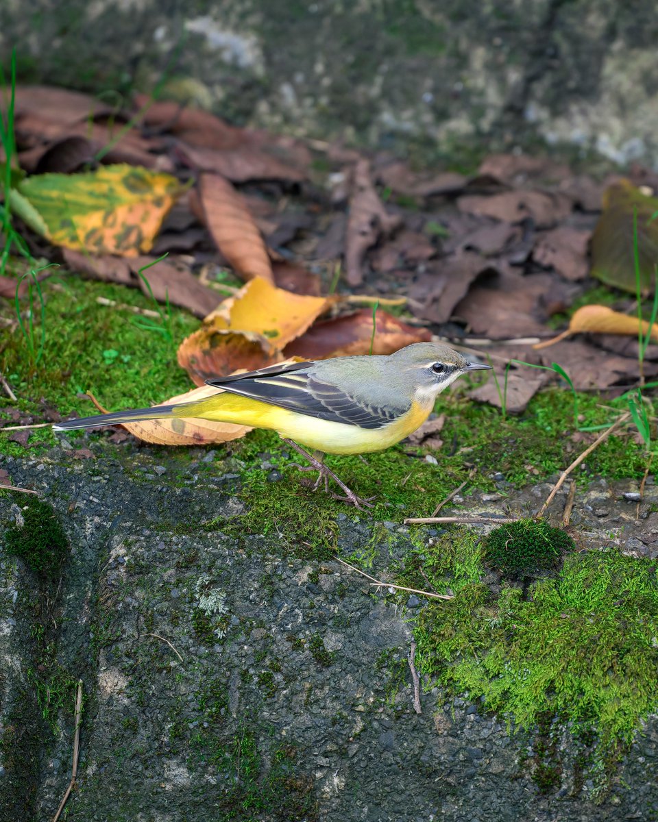 babochan2022's tweet photo. 今朝の1枚はキセキレイさん📸
背景の落ち葉で秋を感じます🍂

#野鳥
#野鳥撮影
#キセキレイ https://t.co/Q9HPwzfvga