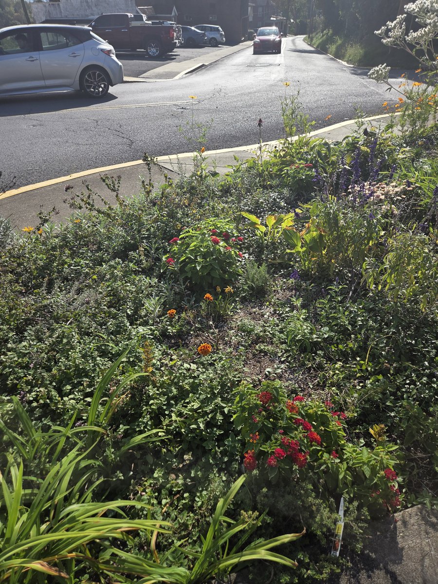 LynsandraLuna's tweet photo. Such pretty flowers https://t.co/2ueWDDZr70