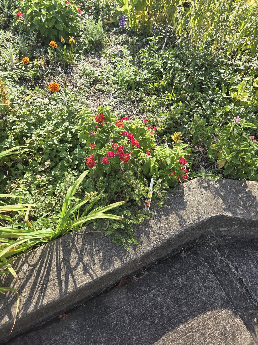 LynsandraLuna's tweet photo. Such pretty flowers https://t.co/2ueWDDZr70