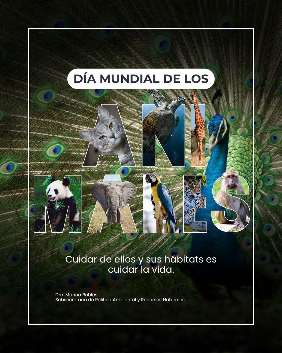 mroblesg's tweet photo. Hoy, en el #DíaMundialDeLosAnimales, recordemos que compartimos este planeta con una extraordinaria diversidad de seres vivos. 🐆🦋🐋🌿

Nuestra vida está profundamente ligada a la suya. Al protegerlos, cuidamos la biodiversidad y nuestro futuro. 💚 https://t.co/m9k5JzkjiC