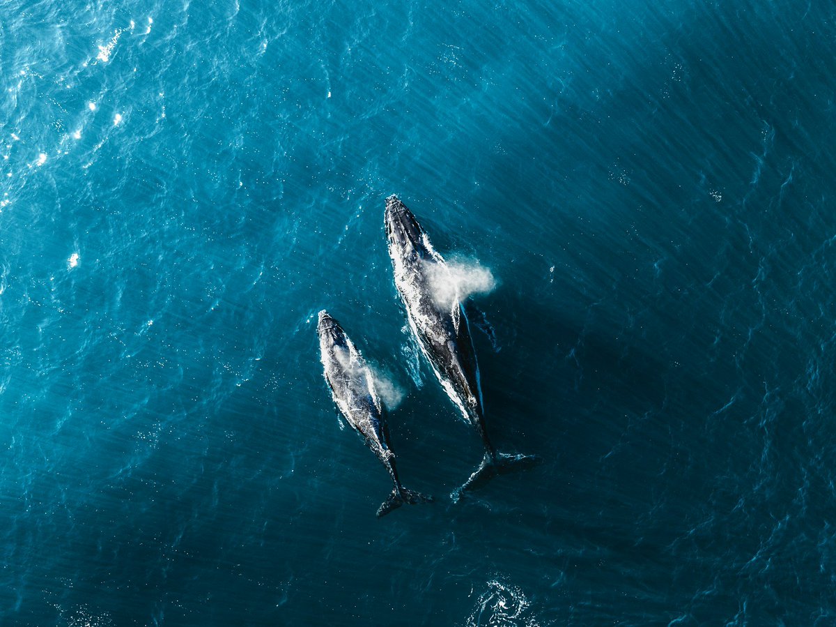 ecohubmapcom's tweet photo. 🐋 The #IWC has advanced new measures to #protectwhales from vessel strikes, bycatch and other human-driven threats at its #Hobart meeting. The proposed #SouthAtlanticWhaleSanctuary , however, failed to secure enough votes: https://t.co/jK3LgAo8y9
#OceanConservation #MarineLife https://t.co/fucXbheC2O