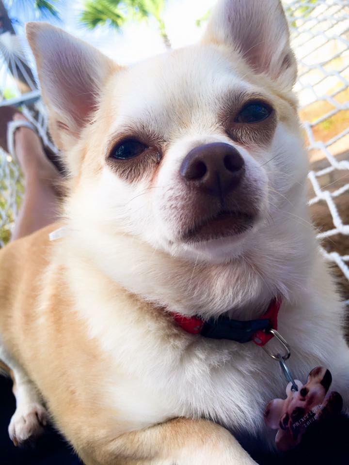Cuff_Proof's tweet photo. My sweet Louie has crossed the rainbow bridge. After 16 years of unconditional love at my best and worst. I’m heartbroken and devastated. https://t.co/veFgkUsM2u