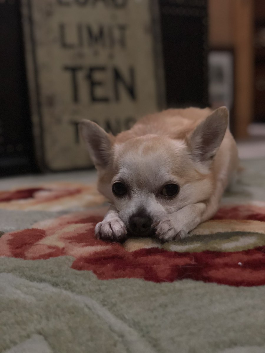 Cuff_Proof's tweet photo. My sweet Louie has crossed the rainbow bridge. After 16 years of unconditional love at my best and worst. I’m heartbroken and devastated. https://t.co/veFgkUsM2u