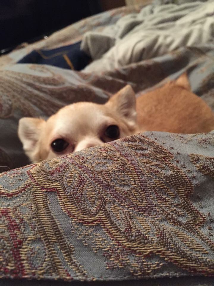 Cuff_Proof's tweet photo. My sweet Louie has crossed the rainbow bridge. After 16 years of unconditional love at my best and worst. I’m heartbroken and devastated. https://t.co/veFgkUsM2u