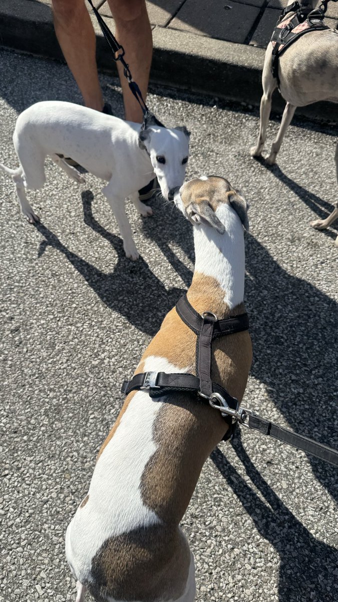 CoraTheWhippet's tweet photo. Oh my dog! I ran into a baby whippet today! 💕💕💕💕 https://t.co/W9fnwePz6m