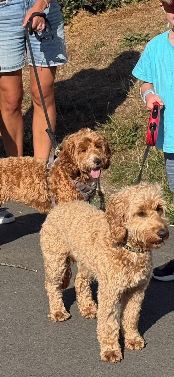 millypod1's tweet photo. 🆘🆘4 OCT 2026 #Lost Nora &amp; Brodie #ScanMe
2 Cockerpoo 1Female 1Male
Last seen in #Upcott (near netherclay area)
garden...Upcott Road #Taunton #TA4 #Somerset
https://t.co/mydmfaiKz3 https://t.co/Z1Nemj06B2