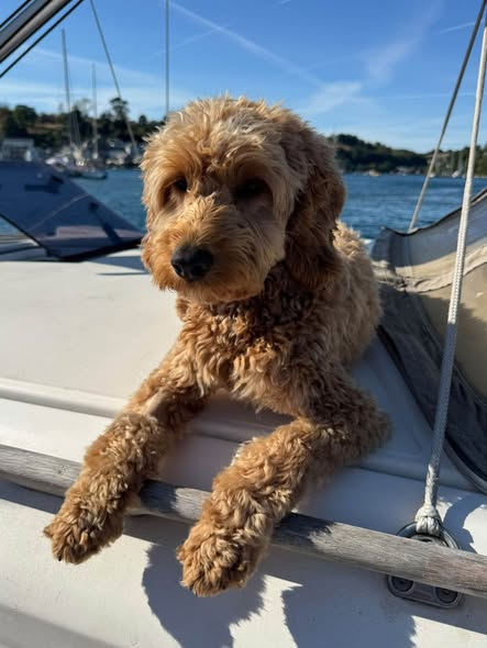 millypod1's tweet photo. 🆘🆘4 OCT 2026 #Lost Nora &amp; Brodie #ScanMe
2 Cockerpoo 1Female 1Male
Last seen in #Upcott (near netherclay area)
garden...Upcott Road #Taunton #TA4 #Somerset
https://t.co/mydmfaiKz3 https://t.co/Z1Nemj06B2