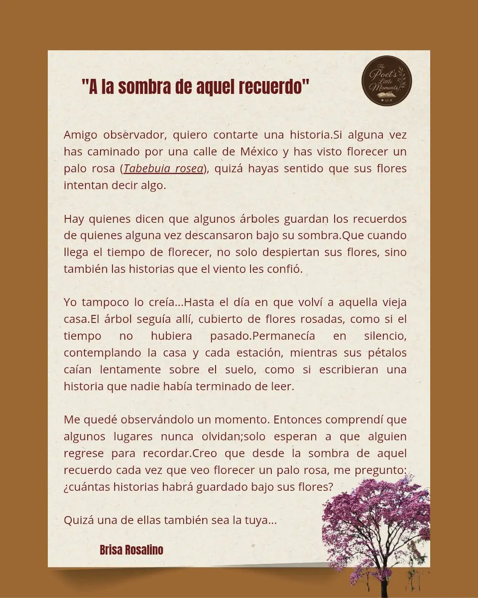 luanvinhasdaboa's tweet photo. A la sombra de aquel recuerdo” se inspira en los árboles de palo rosa, parte del paisaje cotidiano de México. Un homenaje a la memoria, los lugares que nos acompañan y los recuerdos que, como sus flores, vuelven a florecer con el tiempo. https://t.co/q8CwdpzvGT