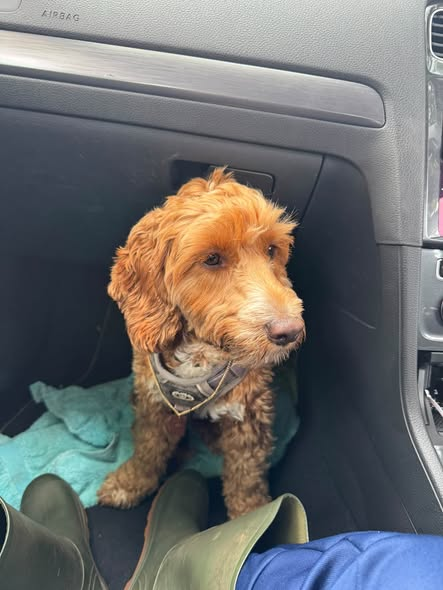 millypod1's tweet photo. 🆘🆘4 OCT 2026 #Lost Nora &amp; Brodie #ScanMe
2 Cockerpoo 1Female 1Male
Last seen in #Upcott (near netherclay area)
garden...Upcott Road #Taunton #TA4 #Somerset
https://t.co/mydmfaiKz3 https://t.co/Z1Nemj06B2