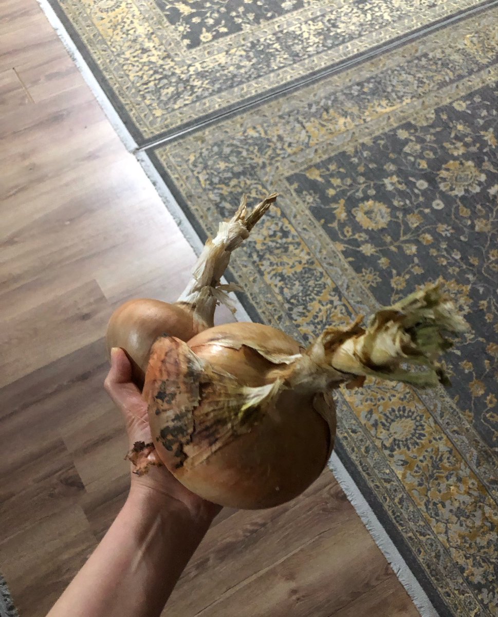 Bettyybeg's tweet photo. Hayatımda gördüğüm en büyük soğan. Bu nasıl olabilir ya şoktayım. https://t.co/oSH3mKYCAF