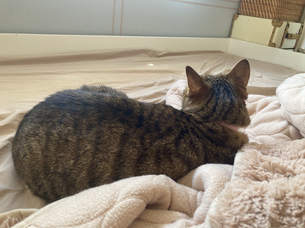 145cm1112's tweet photo. バイト終わったしにそうつかれた😇

今週はバイト昼夜入れ込んでたり推し事あったりで1日しか家に帰れない😇

家に帰りたい（ ;  ; ）うおん
ごろごろしたい（ ;  ; ）うおん

なんにもしたくねぇ赤ちゃんになりてぇ！！！！！！！！！ https://t.co/mYaaUWCfke
