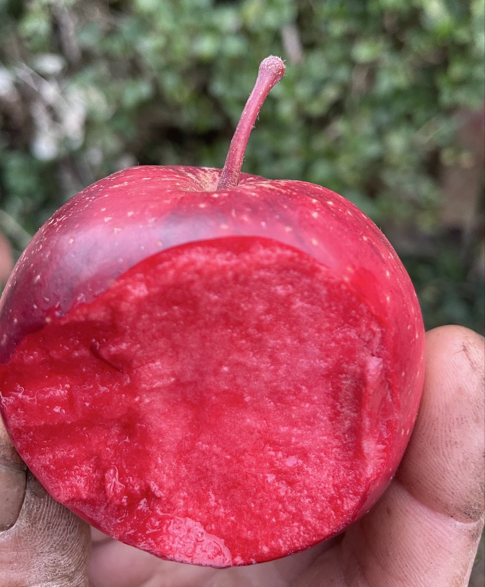 B_Strawbridge's tweet photo. Rob just bit into the tastiest apple ever… but we have no idea what variety it is! https://t.co/eIuYL1sNir