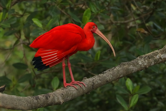 brasil_aves's tweet photo. 🇧🇷Guará
🌎Eudocimus ruber
Conservação: Pouco Preocupante

O guará é uma ave pelecaniforme da família Threskiornithidae.

📷 Leonardo Casadei https://t.co/DlzPLTMn51