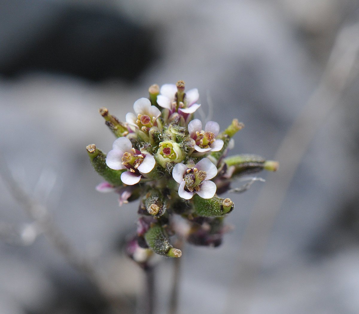 CPCplants's tweet photo. We invite you to explore all the resources available to you at https://t.co/odEJzXJjcY, including:
🌸 CPC's Best Plant Conservation Practices
🌿 Rare Plant Academy
🔬 Applied Plant Conservation Course
🌵 Reintroduction Database & Registry
🦋 Pollinator Database
#SavePlants https://t.co/0f6g8neLbz