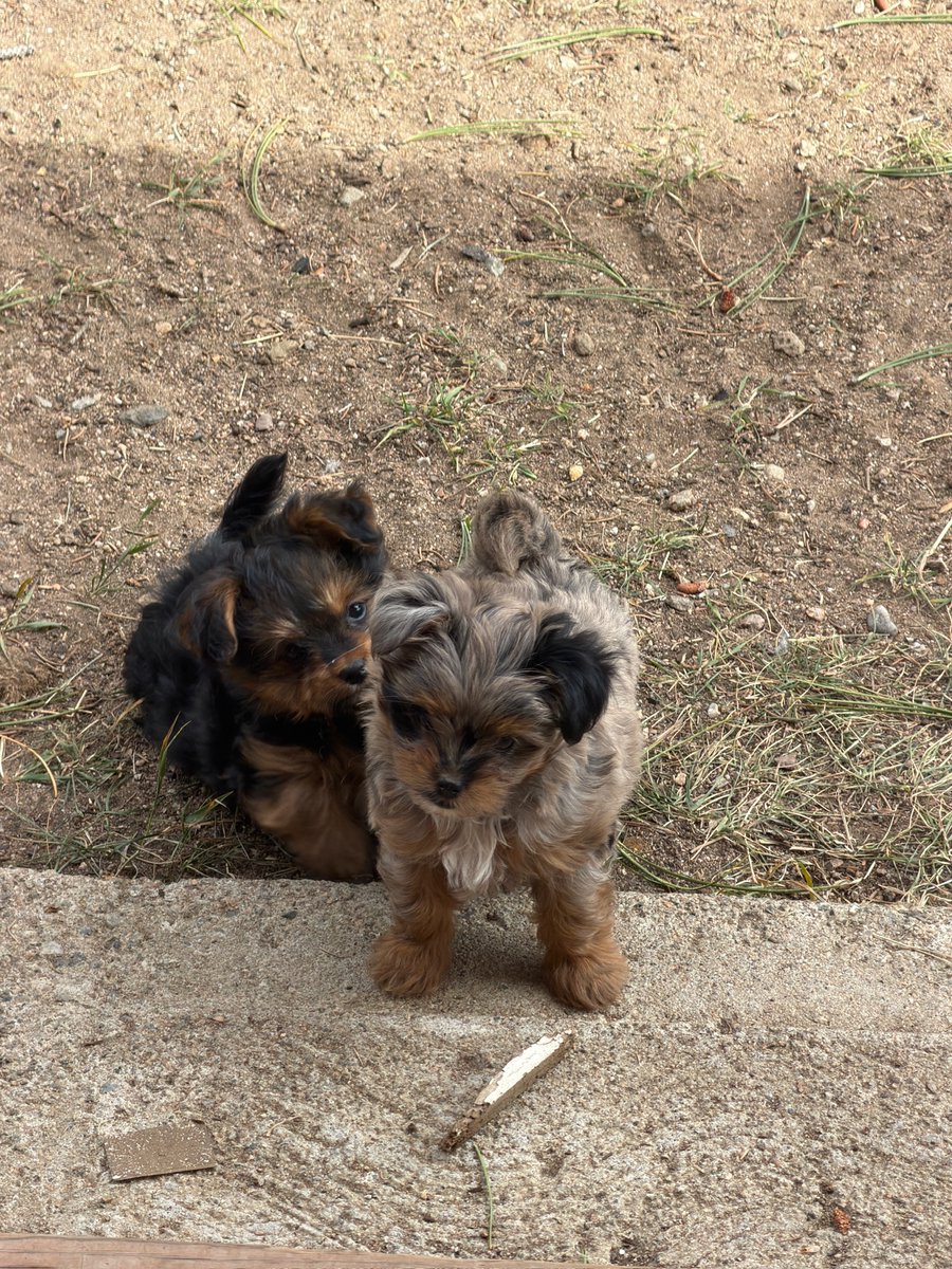 Vpups2cute's tweet photo. Partners in crime. One of us is innocent. Guess which. #PuppiesOfX #CutePuppy #PuppyLove https://t.co/mUd08jqx57